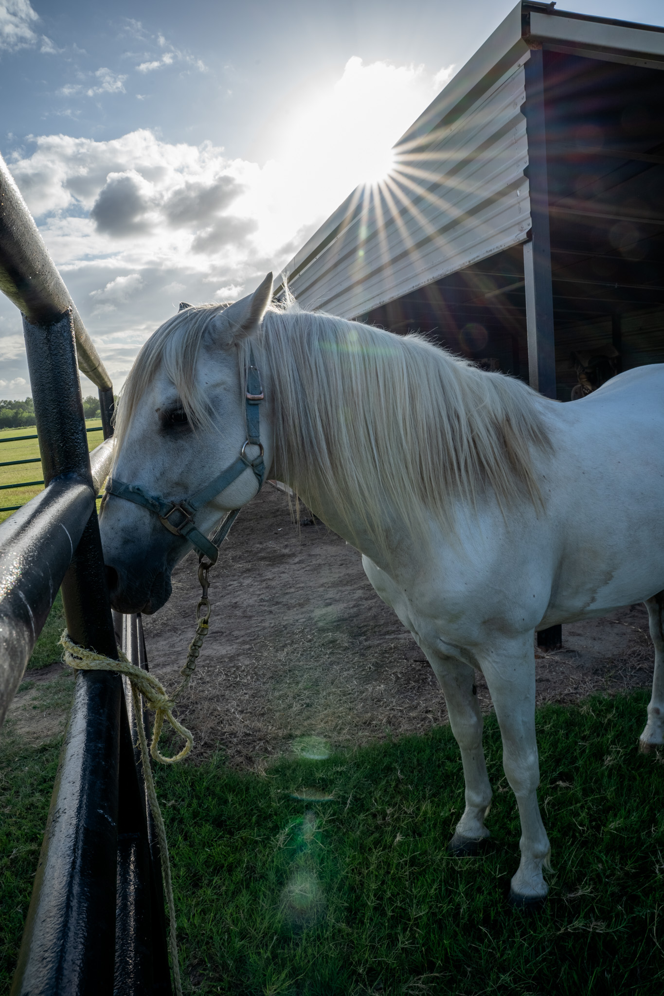 Horse action